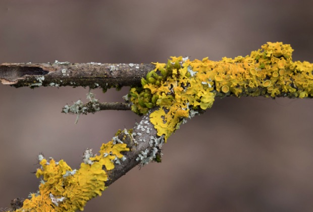 Yellow Lectin on Tree Branch
Tualitin Wildlife Refuge
Oregon